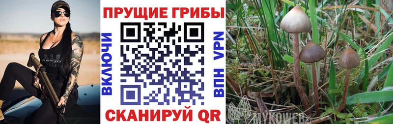 наркошоп  Красный Кут  Галлюциногенные грибы мицелий 